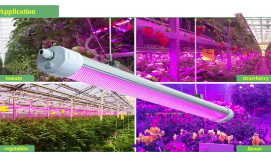 O espectro cor-de-rosa/LED impermeável do espectro completo cresce a luz 150W com mudas médicas/cultivo da planta de tomate